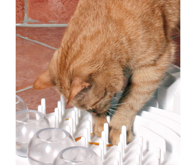 Katt som leker med aktivitetsleksak