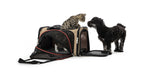 Katt i Transportväska och hund brevid