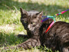 Vuxen katt som ligger ner på en gräsmatta. Katten har på sig kattsele och koppel i regnbågens alla färger.