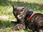 Vuxen katt som ligger ner på en gräsmatta. Katten har på sig kattsele och koppel i regnbågens alla färger.
