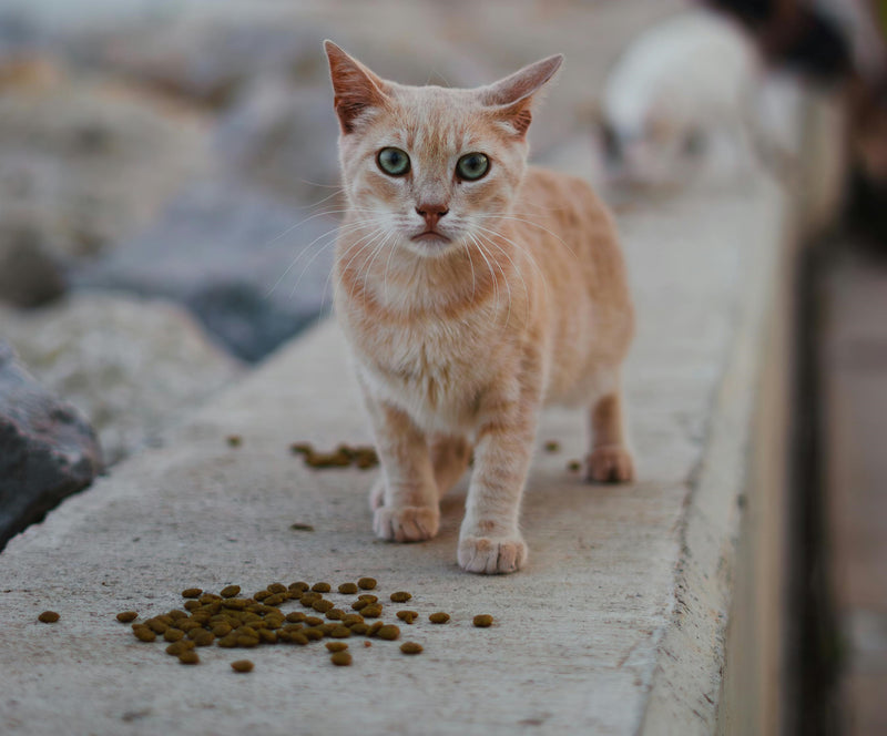 Är insektsbaserat foder bra för din katt?