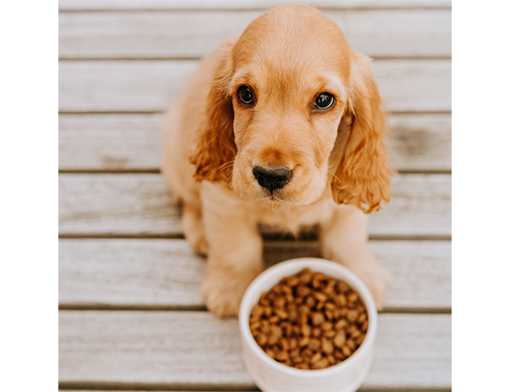 Buddy Puppy Love 5 kg