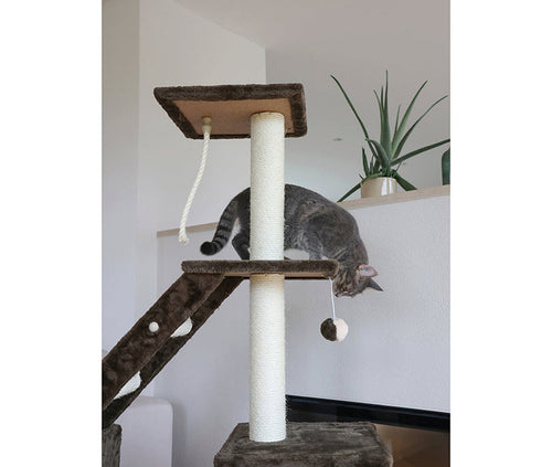 Katt som leker med bollen