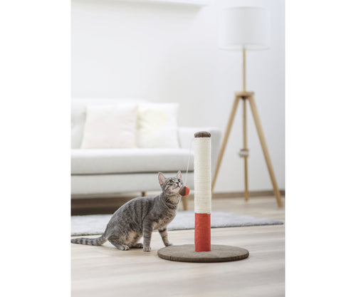 Katt vid röd klöspelare i hemma miljö 