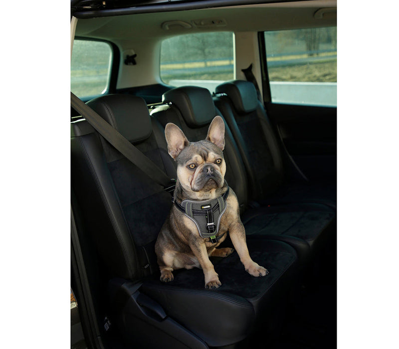 Bild på hund med bilsele fastspänd i bil.