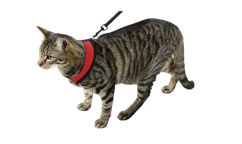 Vuxen katt som går framåt. Katten har på sig en röd kattsele i mesh material samt svart koppel.