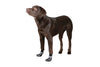 Brun stående hund som har hundstrumpa i svart/grått på sig.