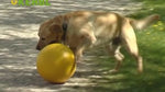 Video på när en hund leker med boll