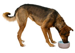 Hund som äter från keramiskskål.