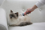 Människa borstar en långhårig katt med en kattborste.