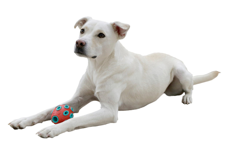 Hund som ligger med rugbybollen vid sig