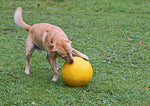 Hund som leker med bollen på gräsmatta 
