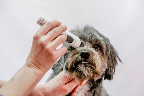 Person som rakar hund i ansiktet